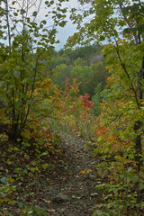 Narrow path in motley autumn forest.