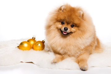 Obraz premium Red spitz dog (isolated on white)
