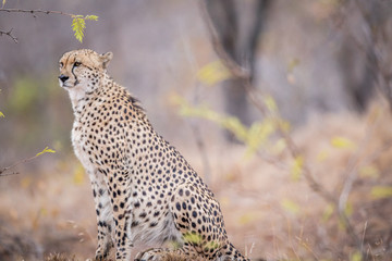 Cheetah on the look out.