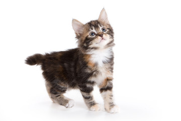 Kitten Siberian cat (isolated on white)