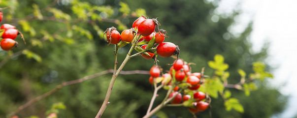 Rosehip berries