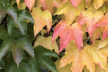 Beautiful fall colors in nature