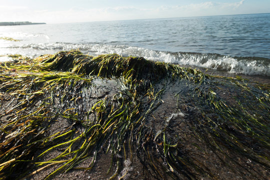 Seegras-Seetang an der Ostseek&uuml;ste, Mecklenburg-Vorpommern, Deutschland