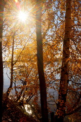 Fototapeta premium Sun in autumn landscape with trees