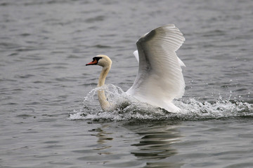 Fototapeta premium Mute swan landing on the Danube river in Zemun, Belgrade, Serbia.