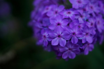 Macro purple flower in th dark
