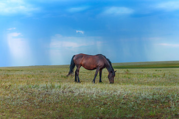 Bay horse grazing in the meadow on the background of blue sky