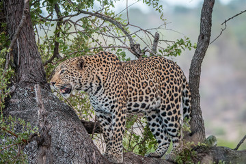 Leopard looking out of a tree.