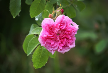 Beautiful rose flower