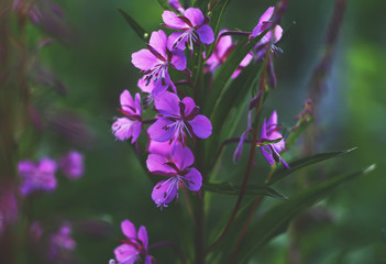 Fototapeta na wymiar Blooming Sally purple flowers in the summer garden.