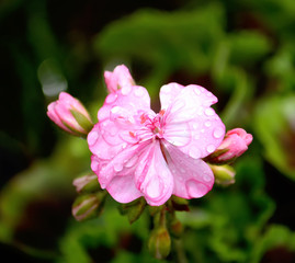 Fototapeta na wymiar Heranium pink flowers