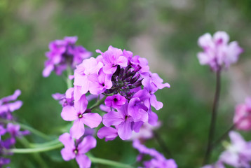 Obraz premium Purple summer phloxes