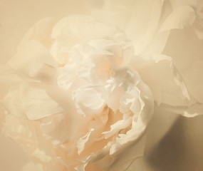 White peony flower petals