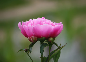 Blooming peony flower