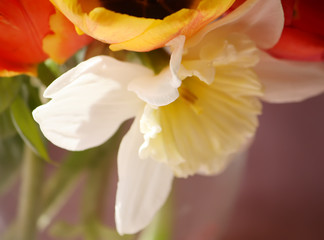 Fototapeta premium Yellow narcissus flower