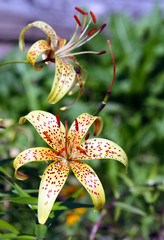 Beautiful lily flowers