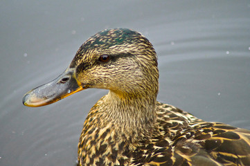 Birds and Wildlife