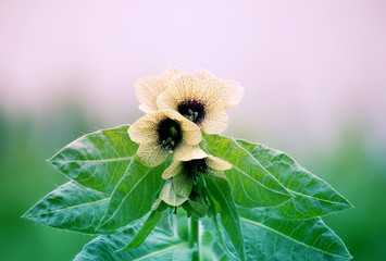 Black Henbane Hyoscyamus niger flowers. - obrazy, fototapety, plakaty