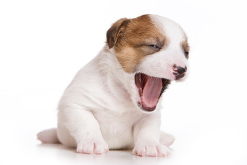 Puppy Dog Jack Russell Terrier yawns (isolated on white)
