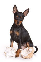 Pinscher dog (isolated on white)
