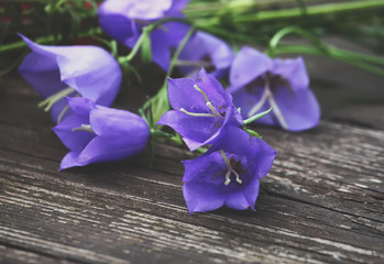 Garden campanula flower