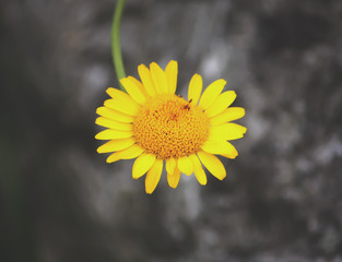 Close up of a yellow daisy