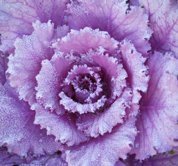 Purple ornamental decorative flowering cabbage