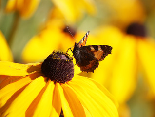 Butterfly on Rudbeckia flowers in the garden