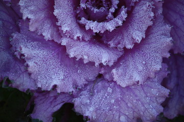 Purple ornamental decorative flowering cabbage