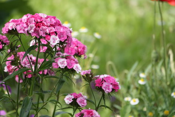 Blooming carnation flowers