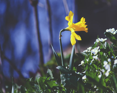 Yellow narcissus flower