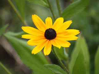 Rudbeckia in the garden