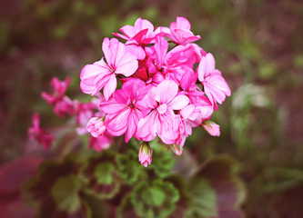 Heranium pink flowers
