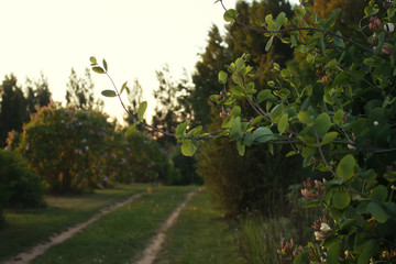 Beautiful summer evening landscape in Latvia