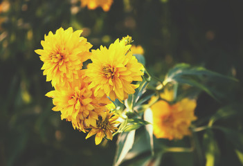 Rudbeckia in the garden