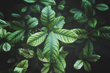 Beautiful green leaf bush