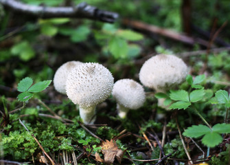 Group of beautiful mushrooms