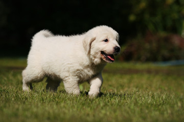 Labrador puppy dog on the grass in the sun