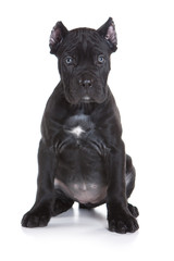 Black puppy Cane Corso (isolated on white)