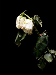 Wilted white roses isolated on black
