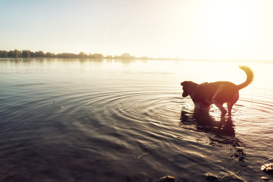 Hund läuft durchs Wasser