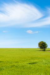 Weizenfeld mit Baum und einer Wolke am blauen Himmel, J&uuml;tland, D&auml;nemark