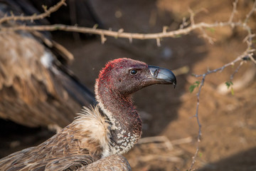 White-backed vulture with a bloody head.