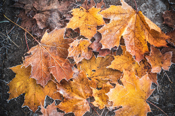Yellow maple leaf on the ground in autumn sunlight