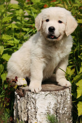 Labrador puppy dog on the grass in the sun