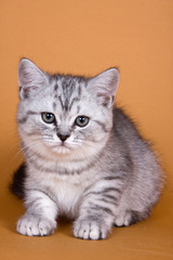 Fototapeta na wymiar Kitten British cat on a red background
