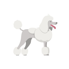Vector color of the dog white Grand Poodle breed