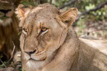 Close up of a Lioness.