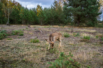 Naklejka na ściany i meble Deer on a meadow in a forest in wildlife refuge
