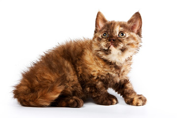 Obraz premium Funny kitten British cat (isolated on white)